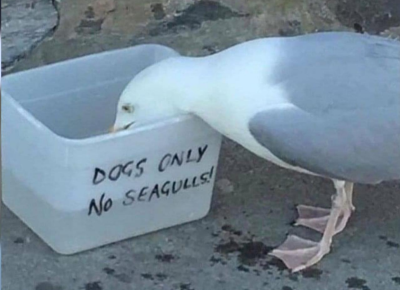Seagull behaviour